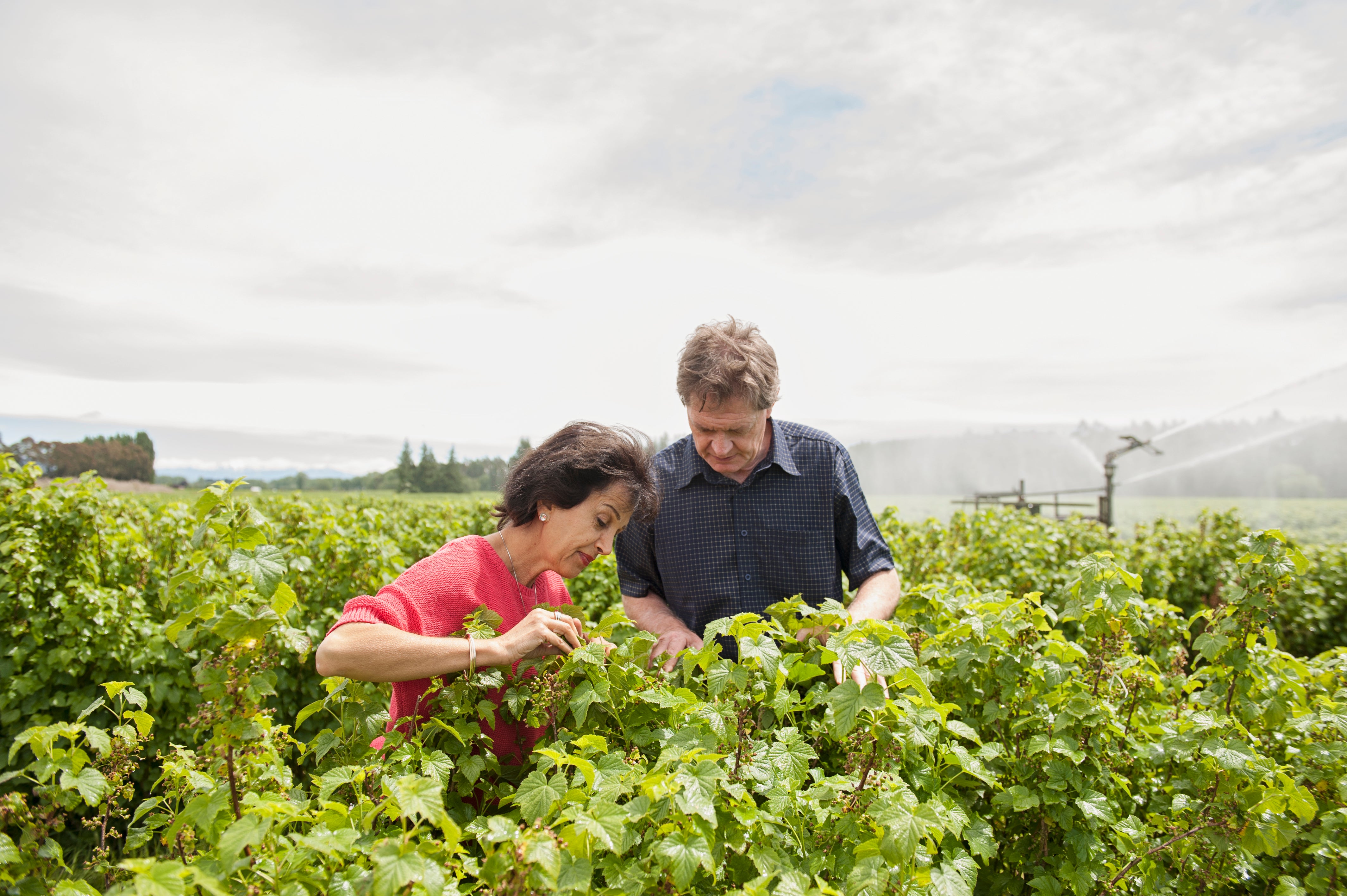 Blackcurrants in Australia: Old Favourite and New Superfood